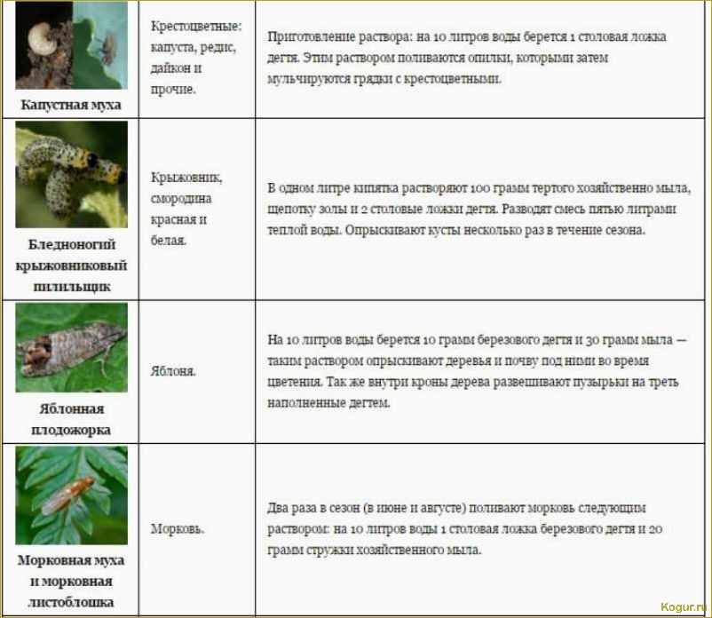 Применение березового дегтя в саду и огороде: полезные свойства и способы использования