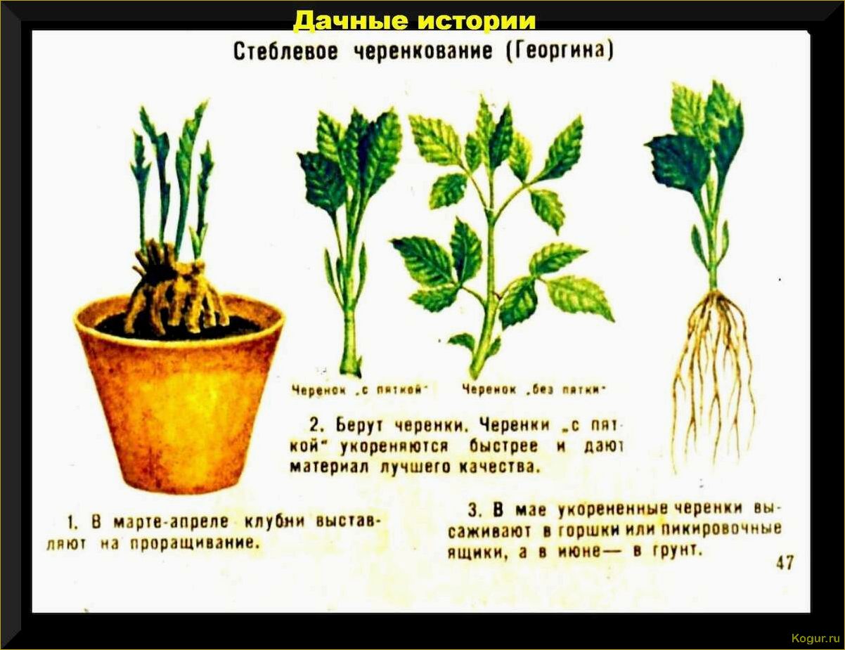 Как и когда посадить георгины, чтобы получить роскошные кусты с множеством цветков