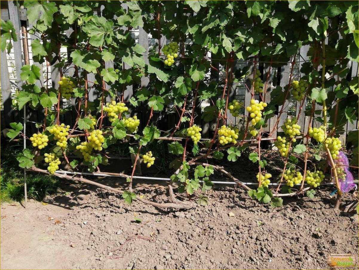 Летний уход за виноградом: секреты получения обильного урожая