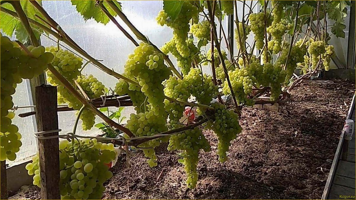 Летний уход за виноградом: секреты получения обильного урожая