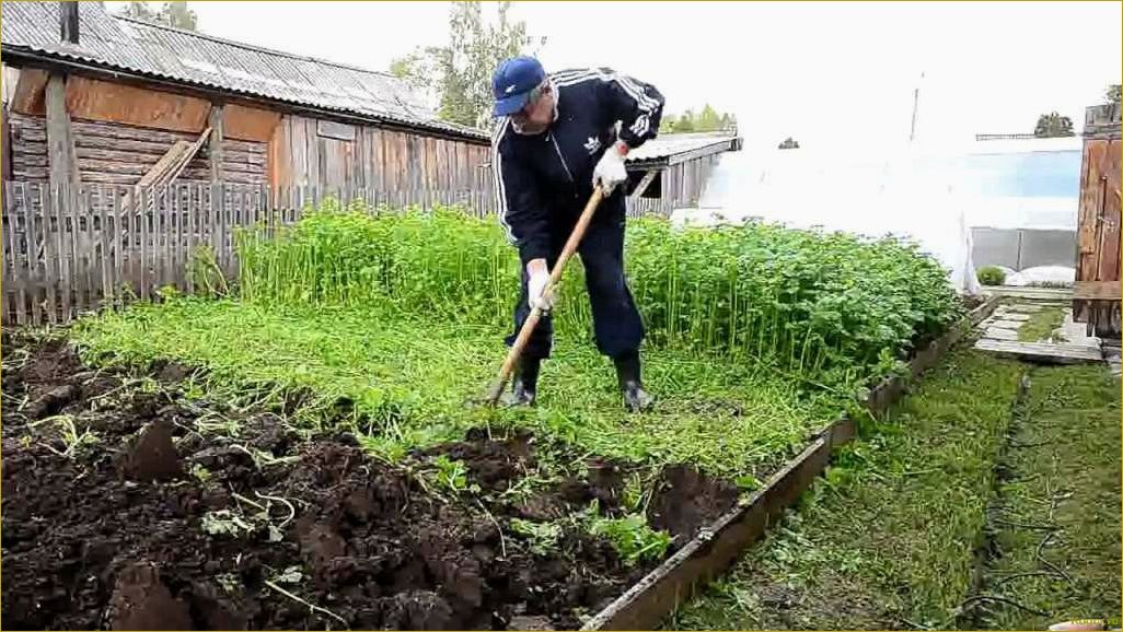 Простой способ выращивания фацелии на даче для использования в качестве органического удобрения