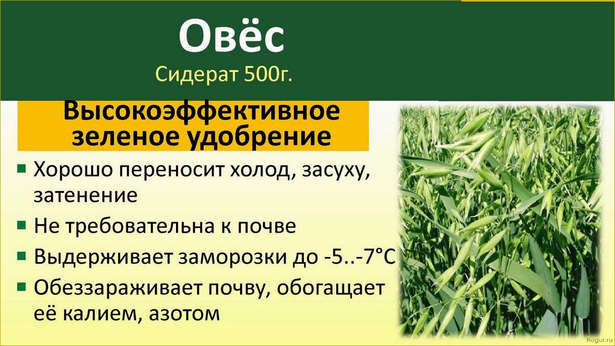 Простой способ выращивания фацелии на даче для использования в качестве органического удобрения