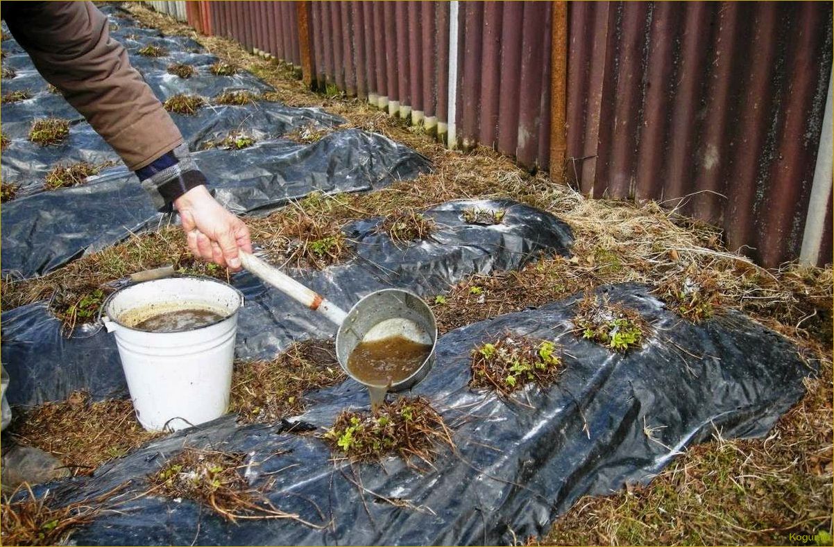 Простой способ выращивания фацелии на даче для использования в качестве органического удобрения