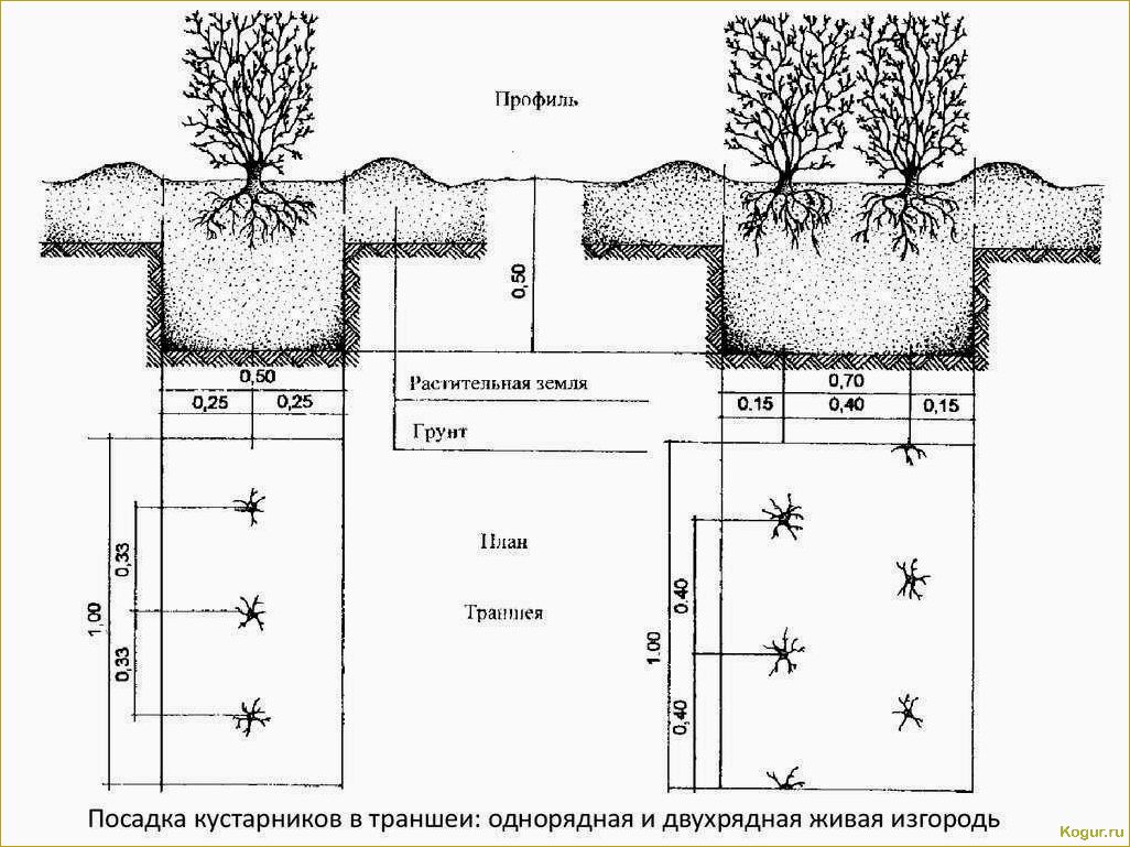 Советы по выращиванию горизонтального кизильника на даче