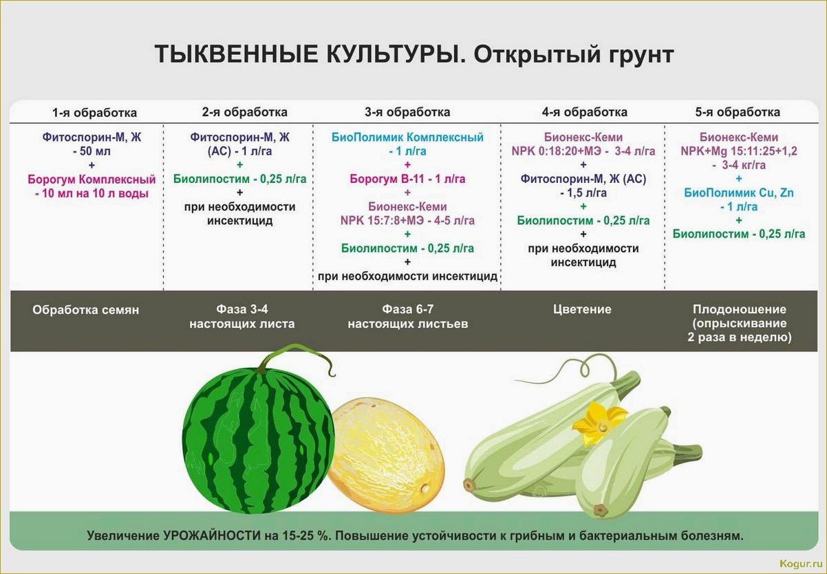 Выбор сортов кабачков для выращивания на Урале и в Сибири