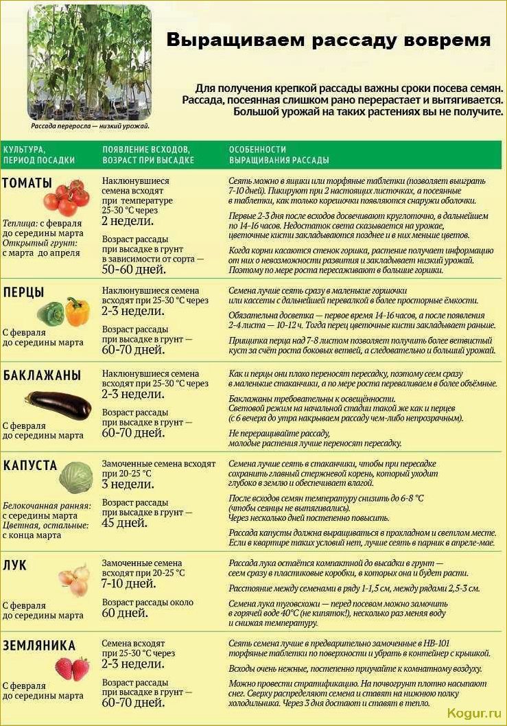 Какую рассаду сажают дачники Урала и Подмосковья в феврале?