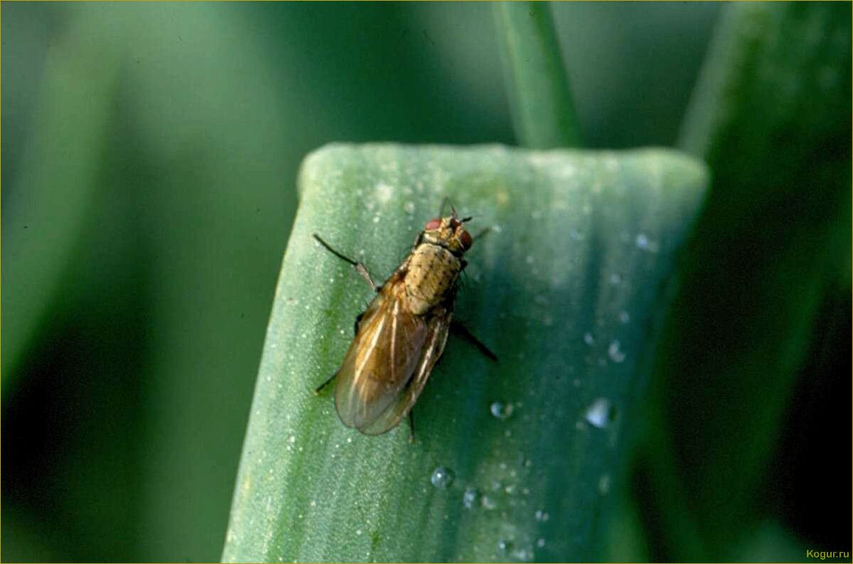 Луковая муха: эффективные методы борьбы на огороде