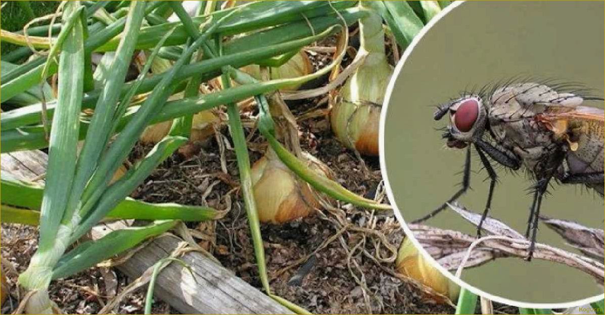 Луковая муха: эффективные методы борьбы на огороде
