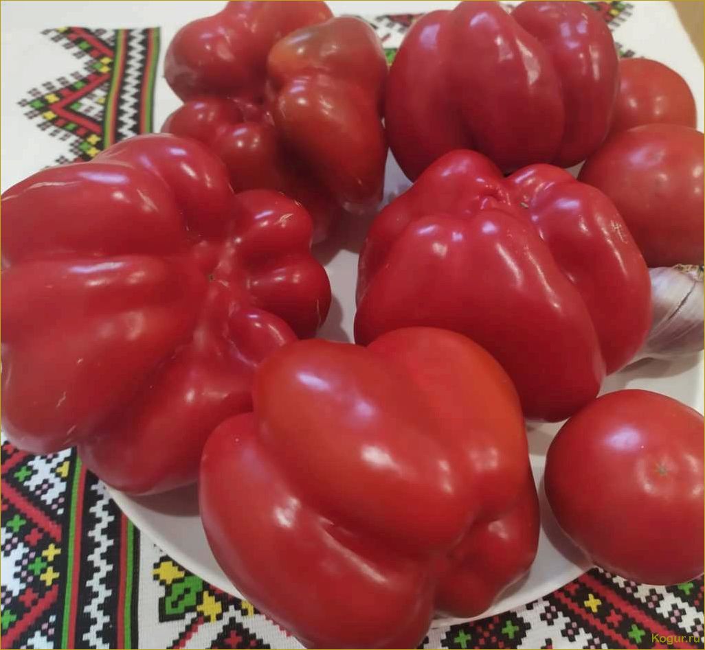 Необычный сорт острого перца Ратунда с оригинальным внешним видом томато-тыквы от молдавских селекционеров