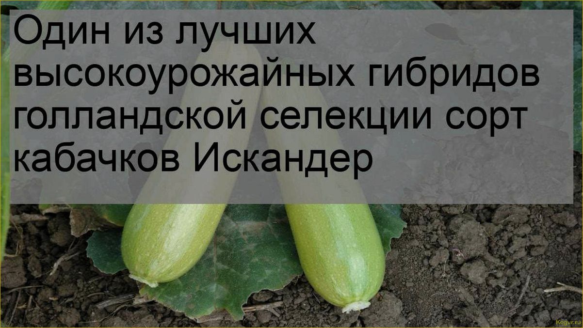 Один из лучших высокоурожайных гибридов голландской селекции сорт кабачков Искандер