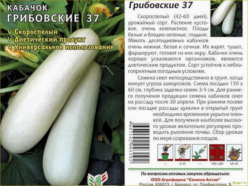 Один из лучших высокоурожайных гибридов голландской селекции сорт кабачков Искандер