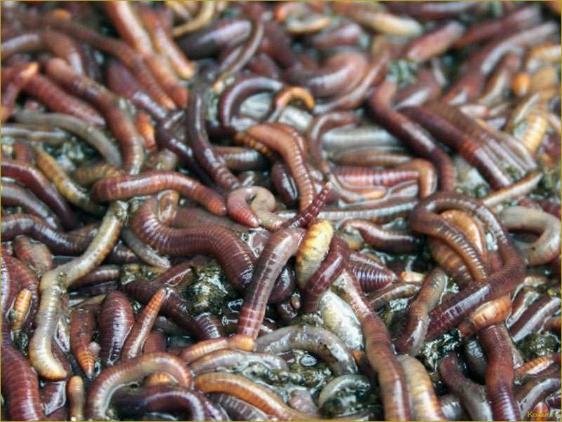 Особенности разведения калифорнийских червей в домашних условиях