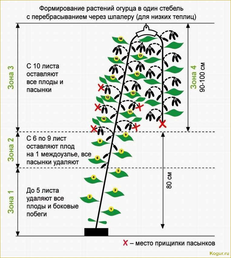 Особенности выращивания огурцов Зозуля f1 в теплице и открытом грунте