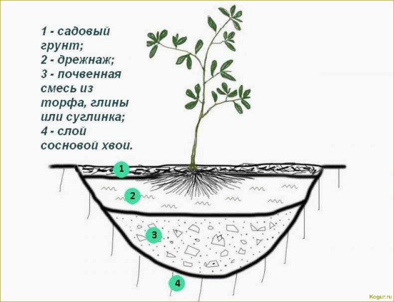 Посадка голубики — особенности выращивания и ухода