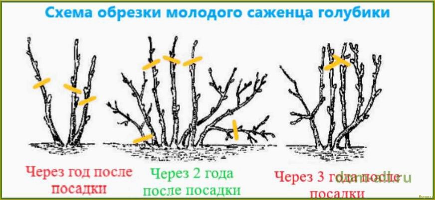 Посадка голубики — особенности выращивания и ухода