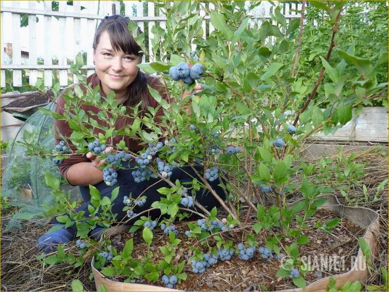 Посадка голубики — особенности выращивания и ухода