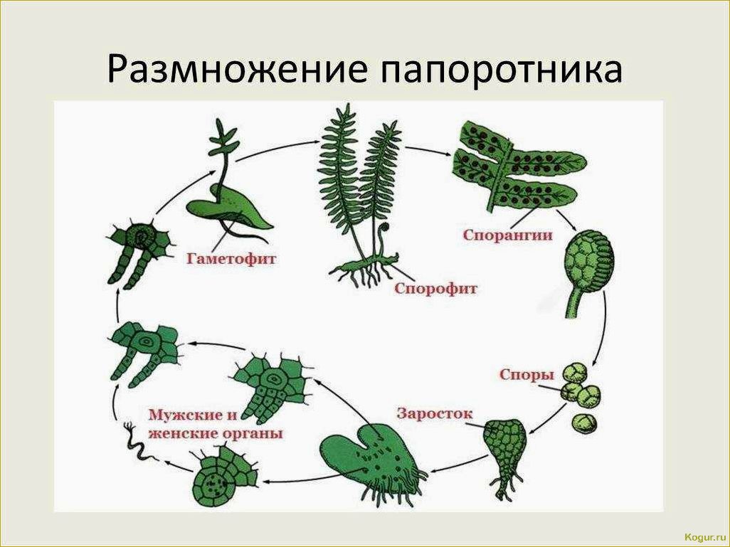 Правила выбора и посадки садового папоротника