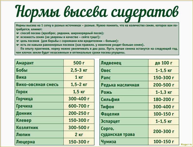 Правильное выращивание рукколы в открытом грунте и через 20-30 дней она на вашем столе