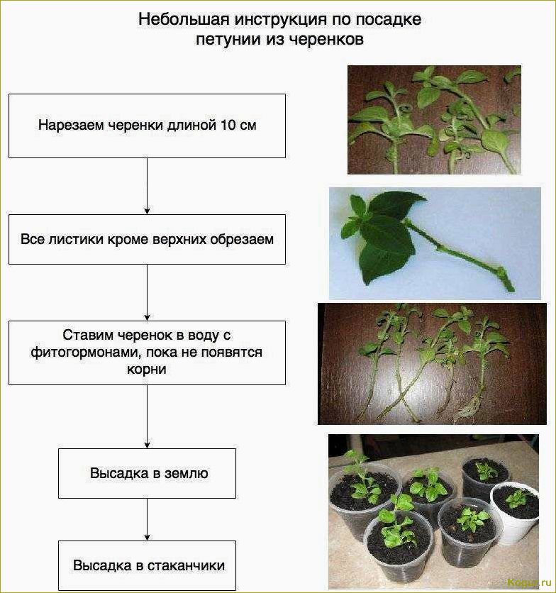 Размножение петунии черенками — правила и советы