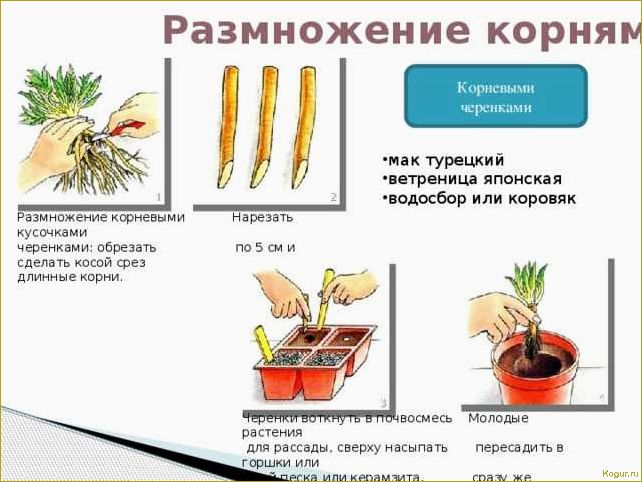 Размножение петунии черенками — правила и советы