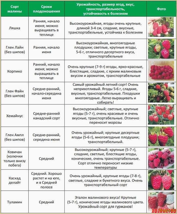 Как правильно посадить и ухаживать за ремонтантной клубникой