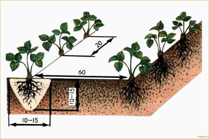 Как правильно посадить и ухаживать за ремонтантной клубникой