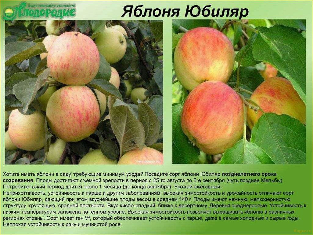 Сорт яблони Северный Синап: нелегкий путь от посадки до сбора урожая