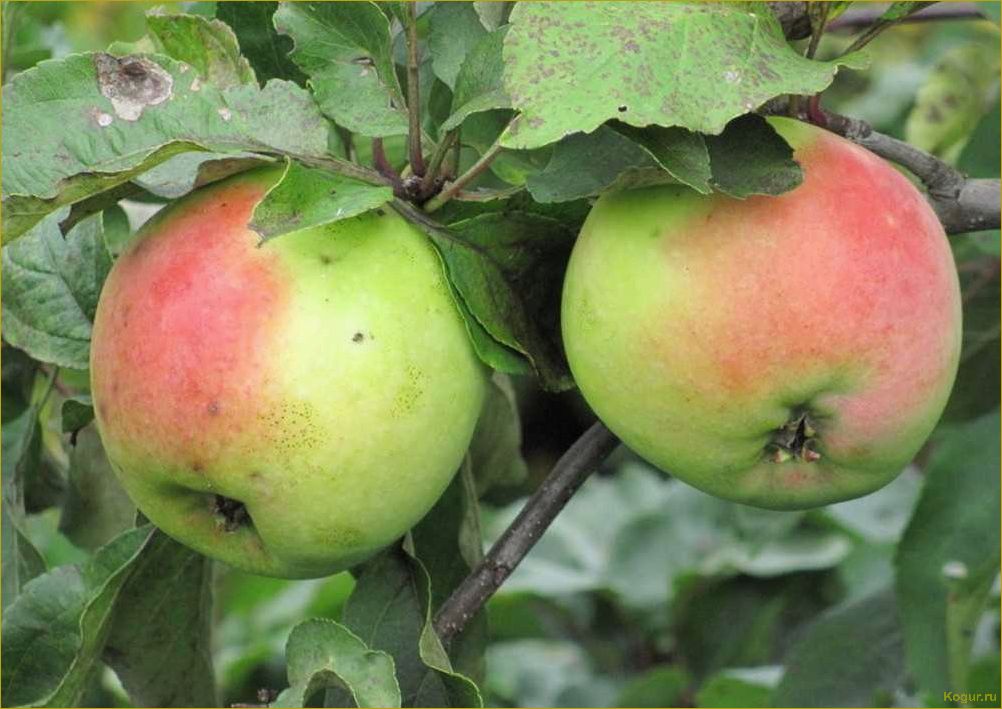 Сорт яблони Северный Синап: нелегкий путь от посадки до сбора урожая