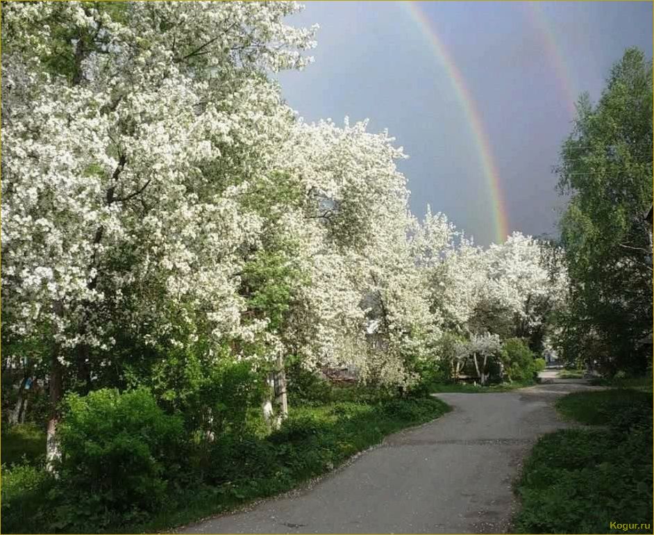 Цветет черемуха в саду