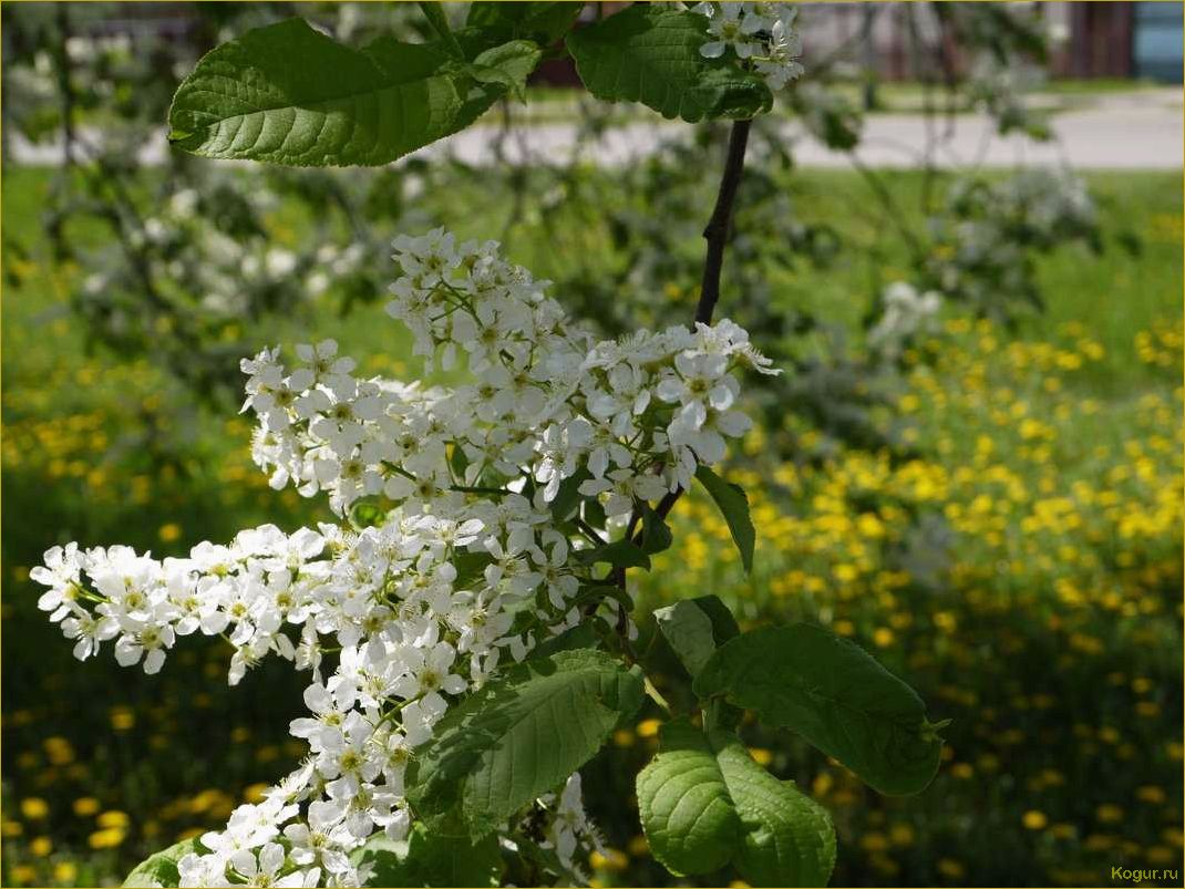 Цветет черемуха в саду