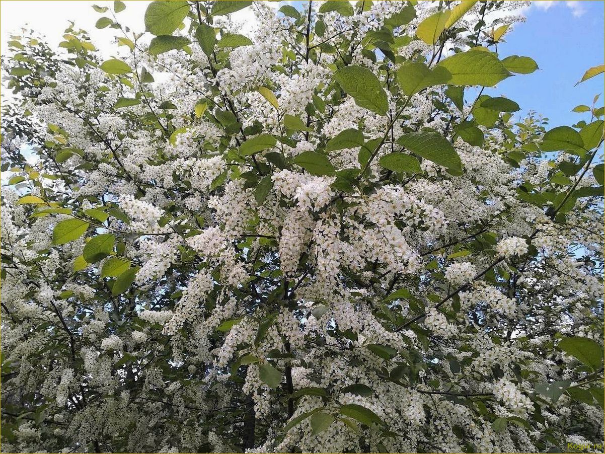 Цветет черемуха в саду