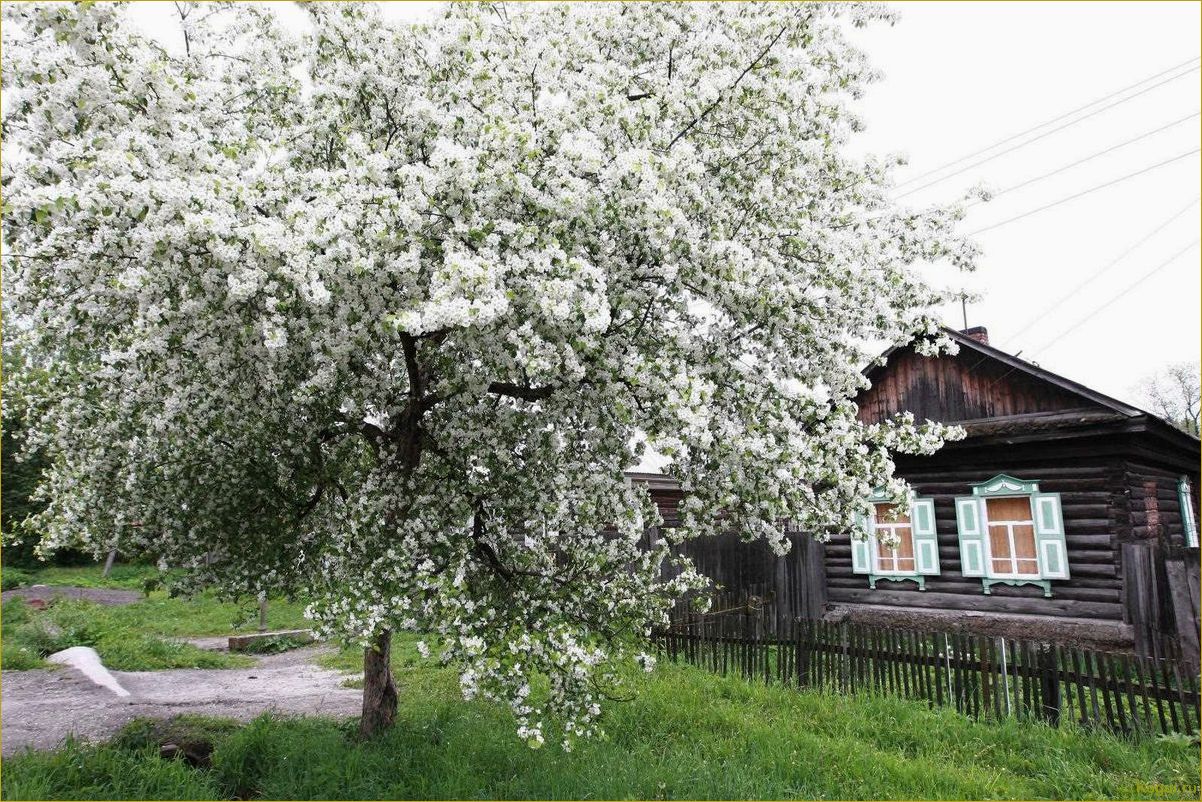 Цветет черемуха в саду