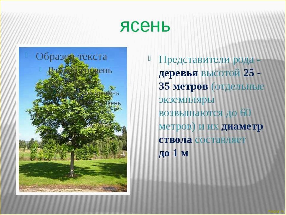 Исследование уникальных свойств липового дерева.