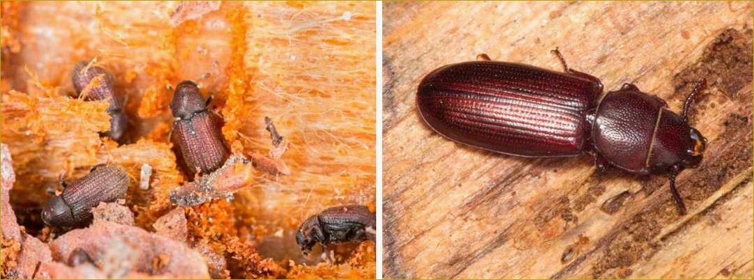Разновидности жука точильщика и эффективные способы его уничтожения