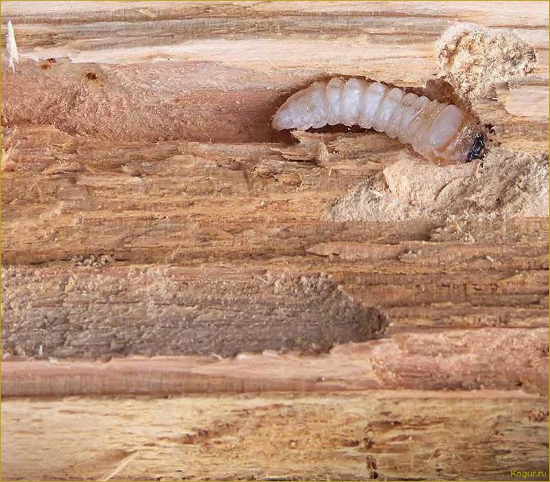 Разновидности жука точильщика и эффективные способы его уничтожения