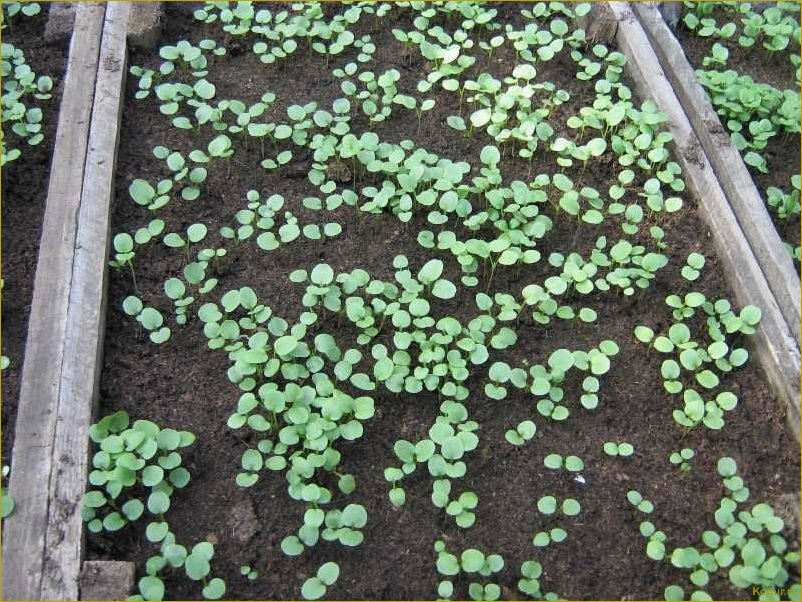 Советы по выращиванию рассады виолы: все, что вам нужно знать