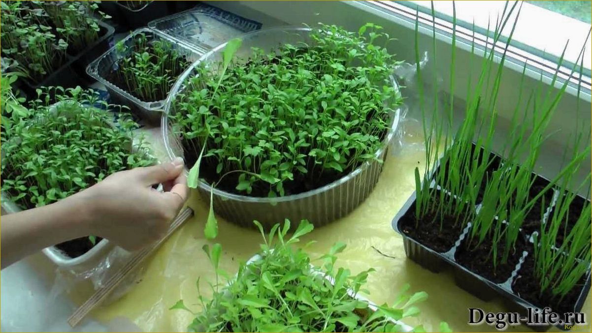Методы выращивания салата ромэн: посев семян и использование рассады