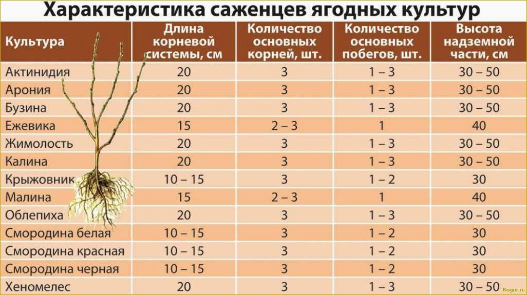 Как вырастить абрикос в средней полосе России: советы опытного дачника