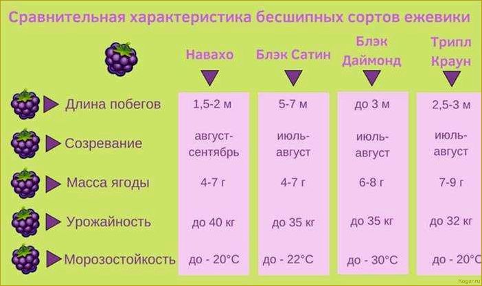 Выращивание ежевики Навахо, особенности сорта