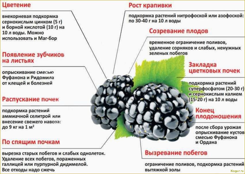 Выращивание ежевики Навахо, особенности сорта