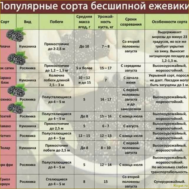 Выращивание ежевики Навахо, особенности сорта