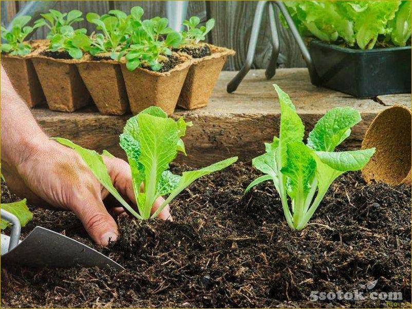 Методы выращивания салата ромэн: посев семян и использование рассады