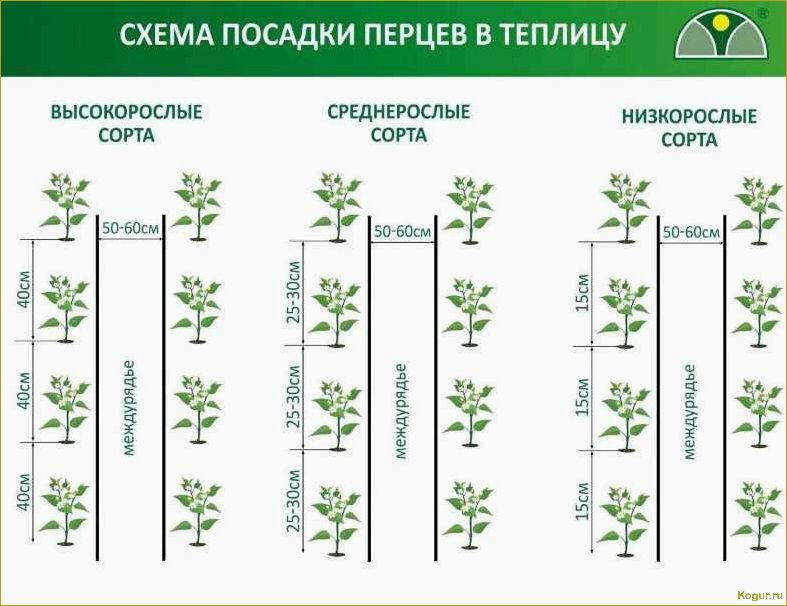 Как выращивать томаты сорта Джина в открытом грунте и в теплице: полезные советы и рекомендации