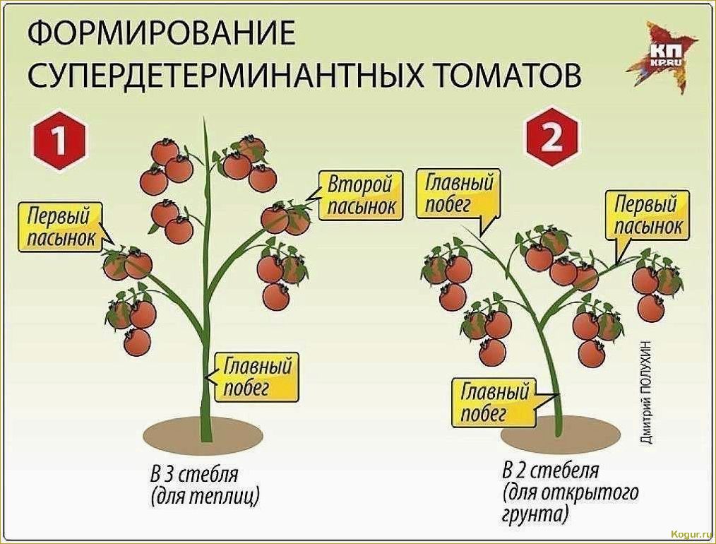 Как выращивать томаты сорта Джина в открытом грунте и в теплице: полезные советы и рекомендации