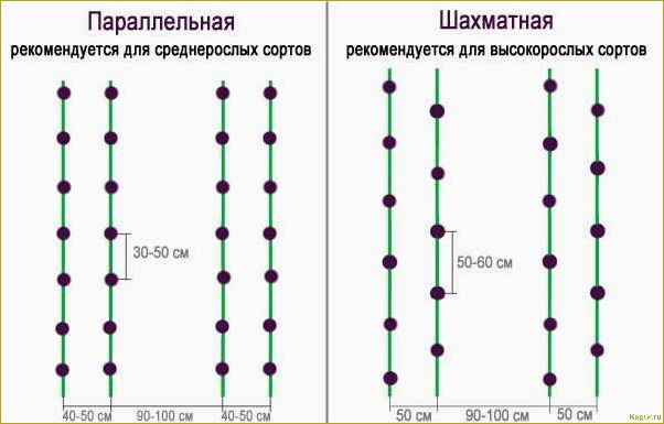 Как выращивать томаты сорта Джина в открытом грунте и в теплице: полезные советы и рекомендации