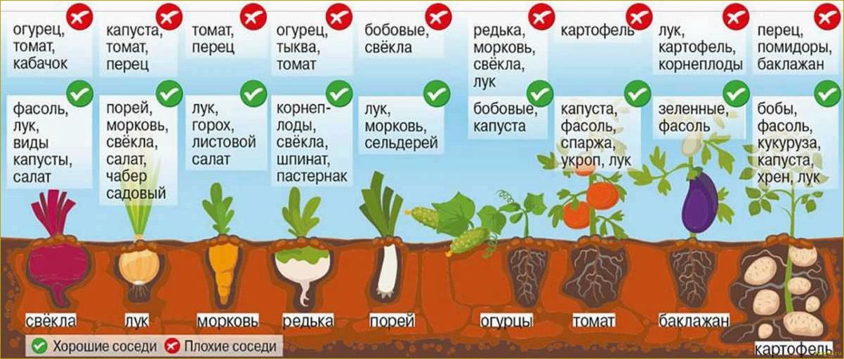 Как выращивать томаты сорта Джина в открытом грунте и в теплице: полезные советы и рекомендации