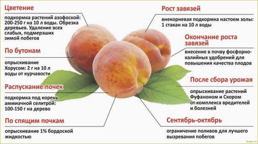 Как вырастить абрикос в средней полосе России: советы опытного дачника