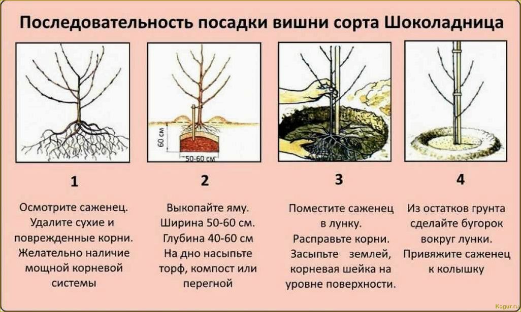 Как вырастить абрикос в средней полосе России: советы опытного дачника