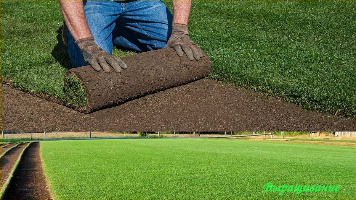 Засеять газон вручную без сорняков: советы и рекомендации