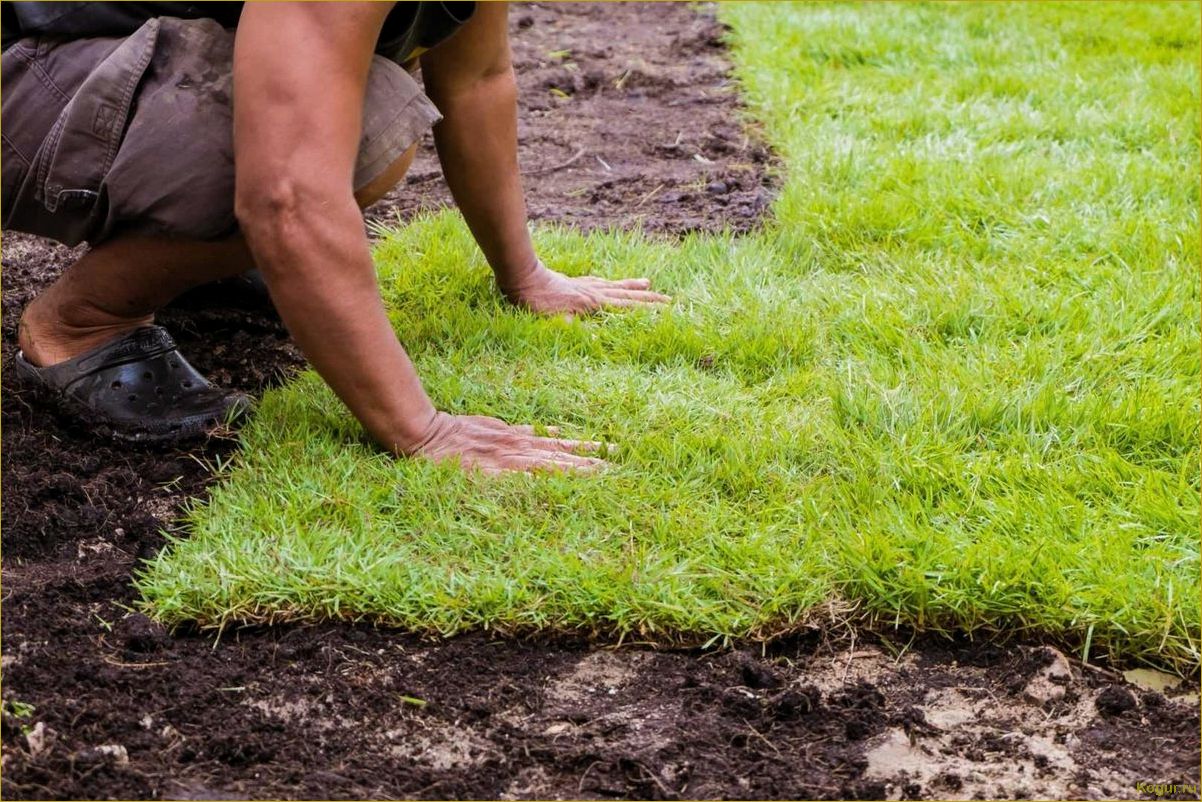 Засеять газон вручную без сорняков: советы и рекомендации